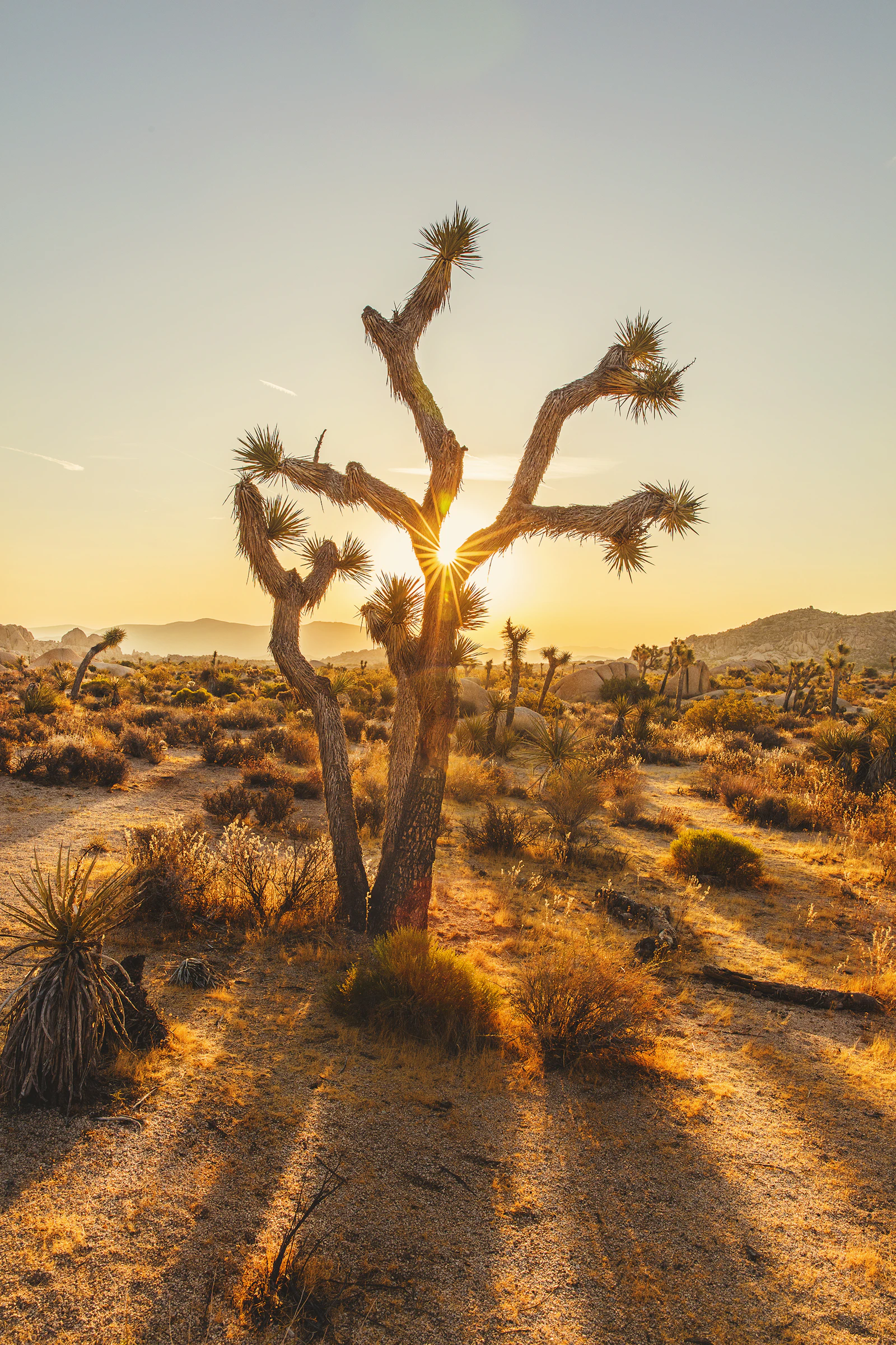 Lone desert tree