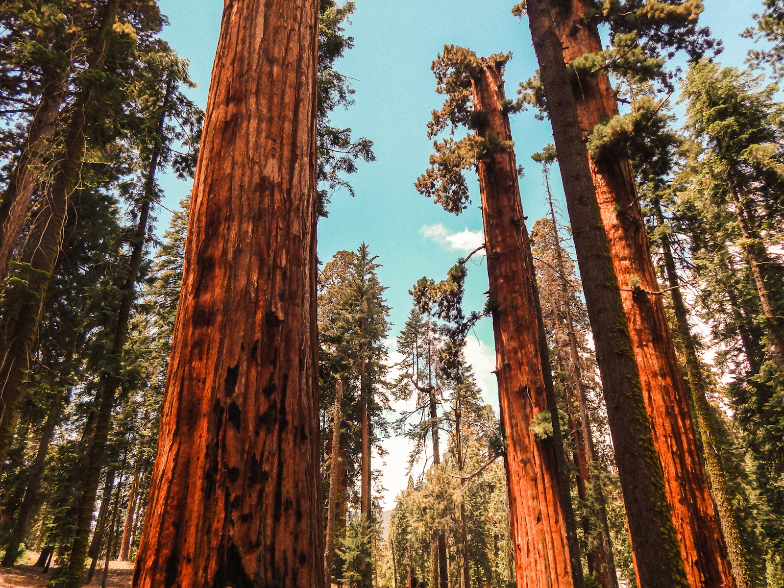 Sequoia low-angle grove