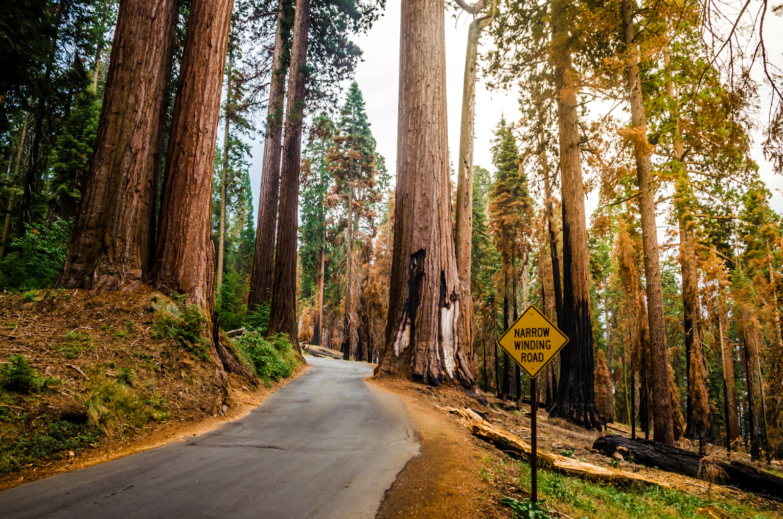 Road through Sequoia National Forest
