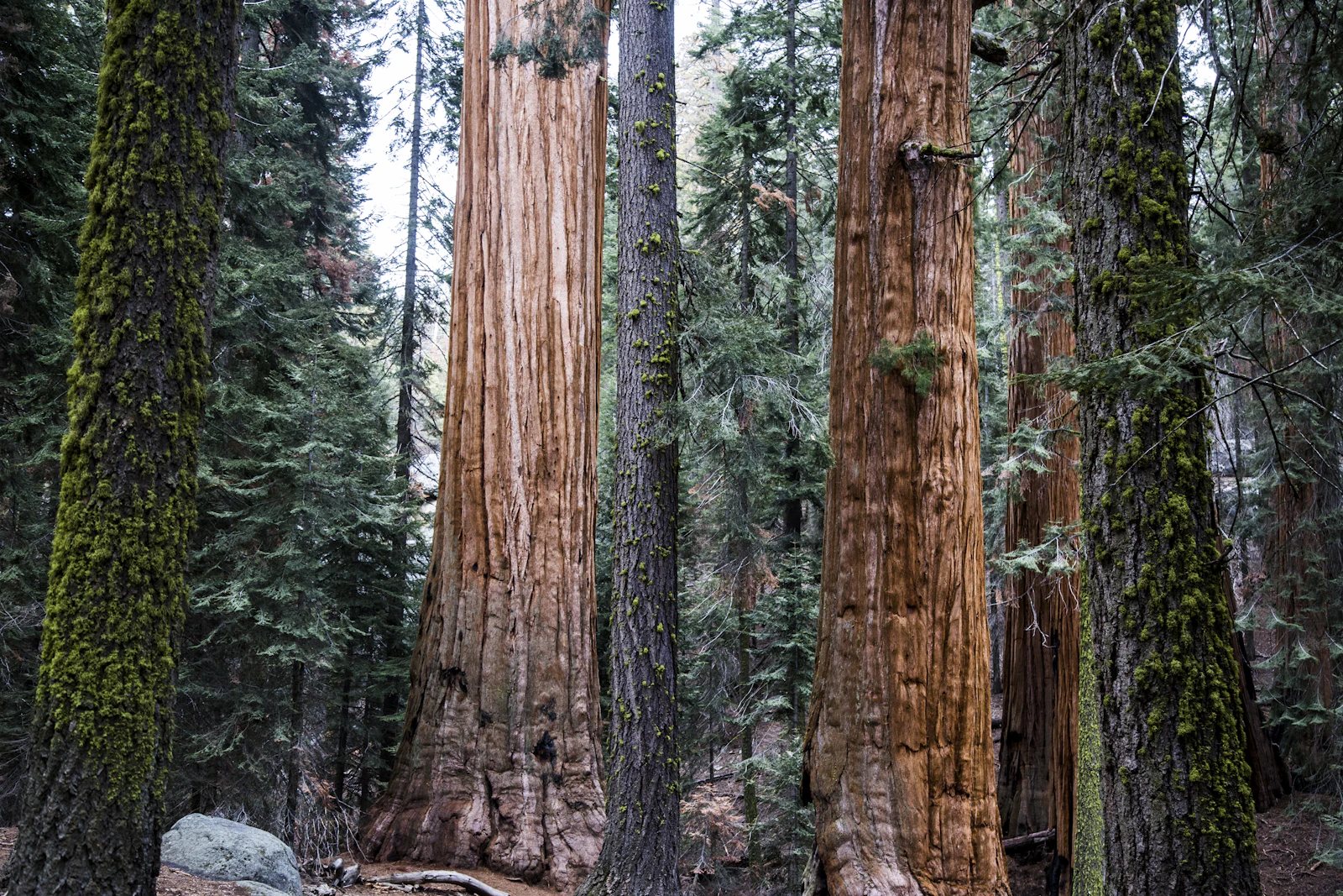 Giant sequoia trees