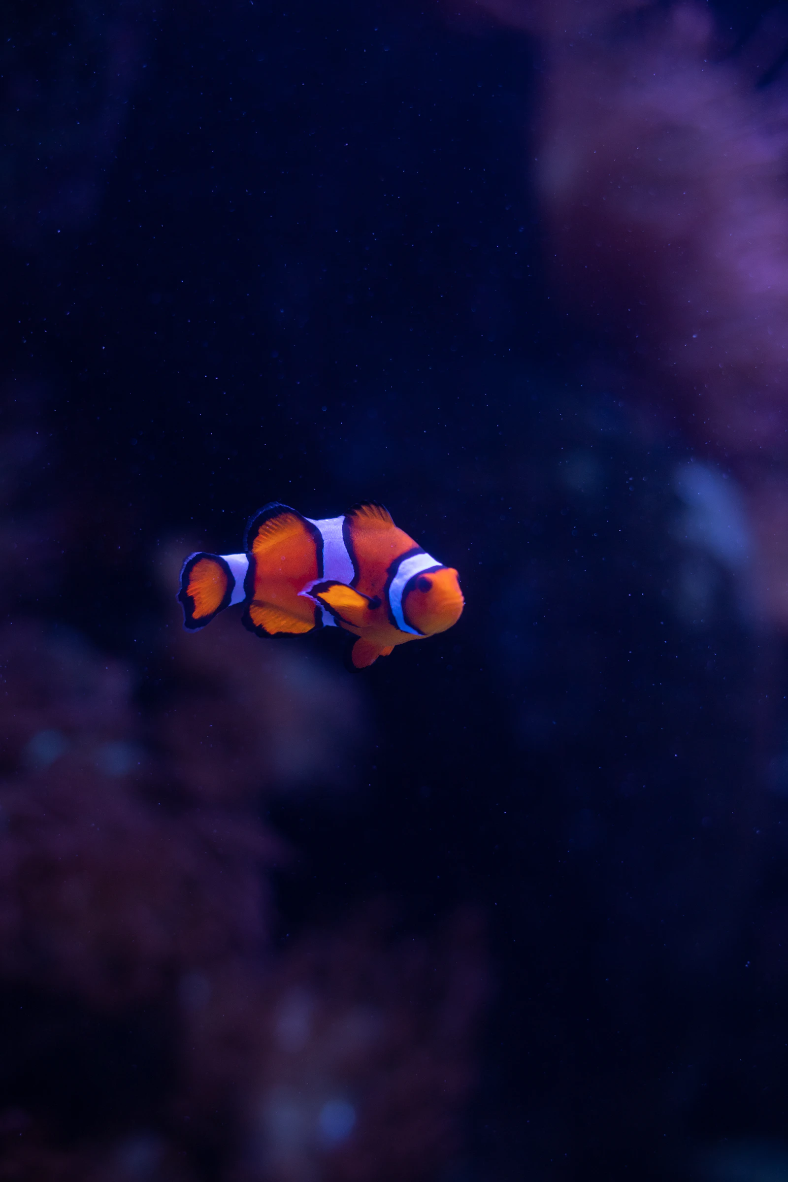 Tropical fish aquarium