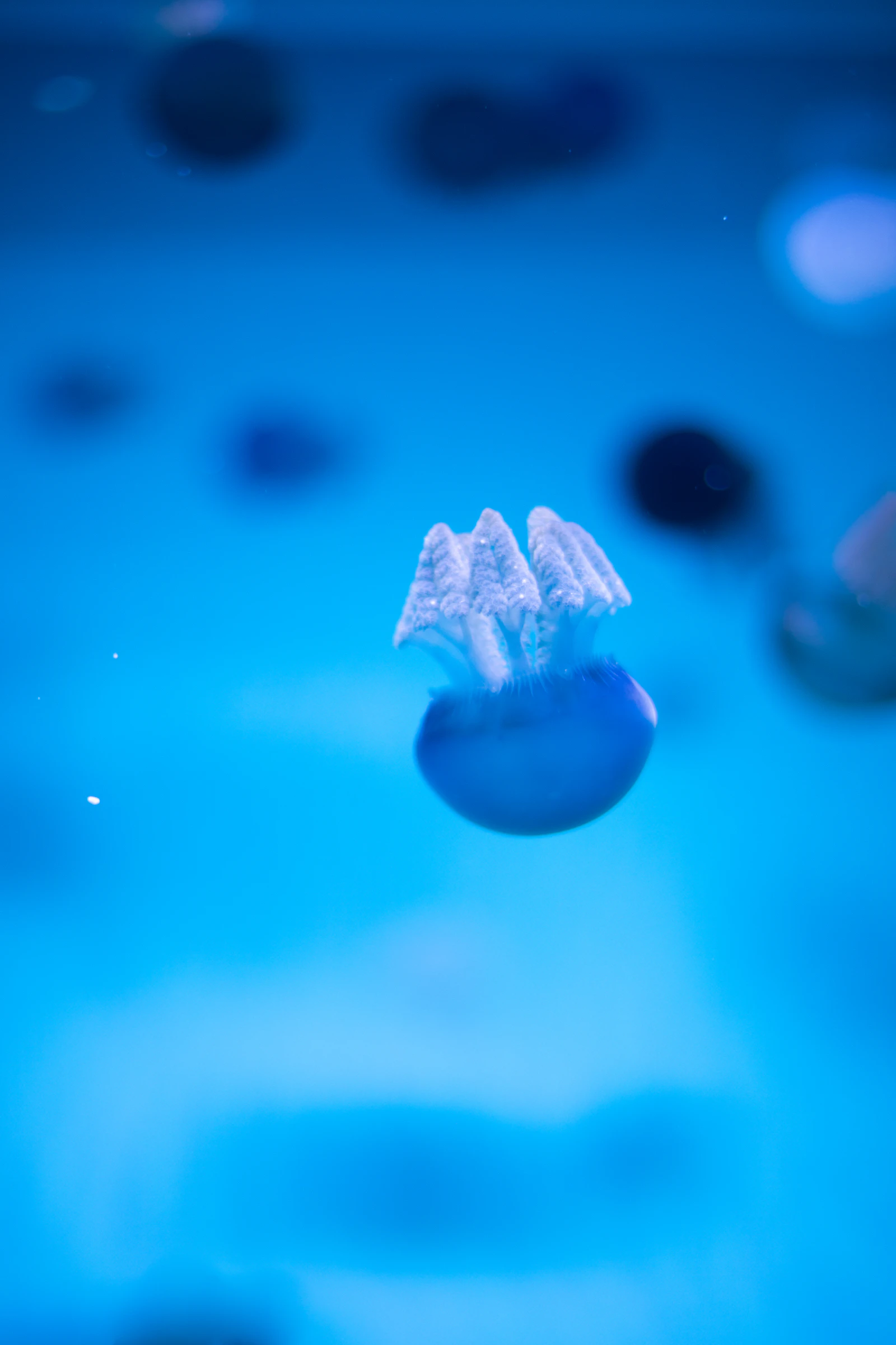 Aquarium of the Pacific jellyfish