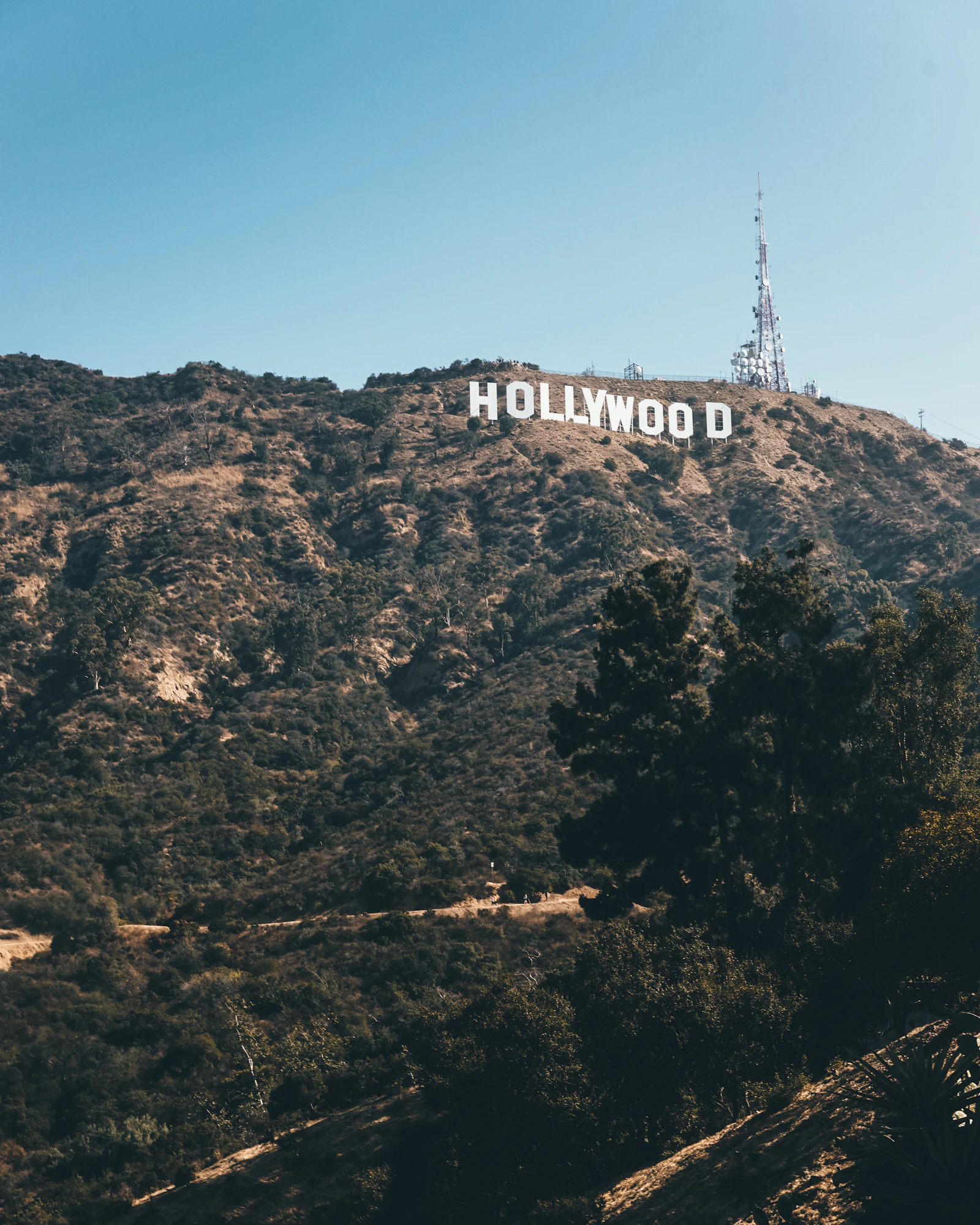 Hollywood with palms