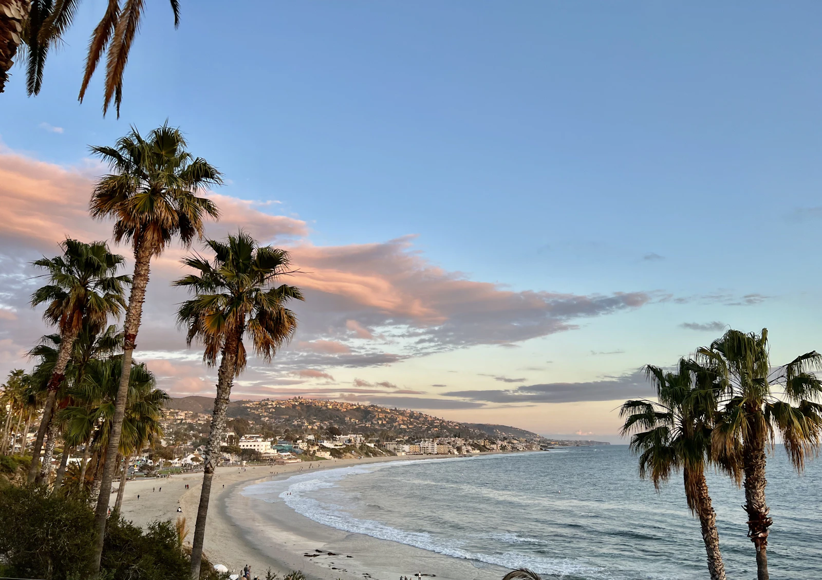 Laguna Beach palms