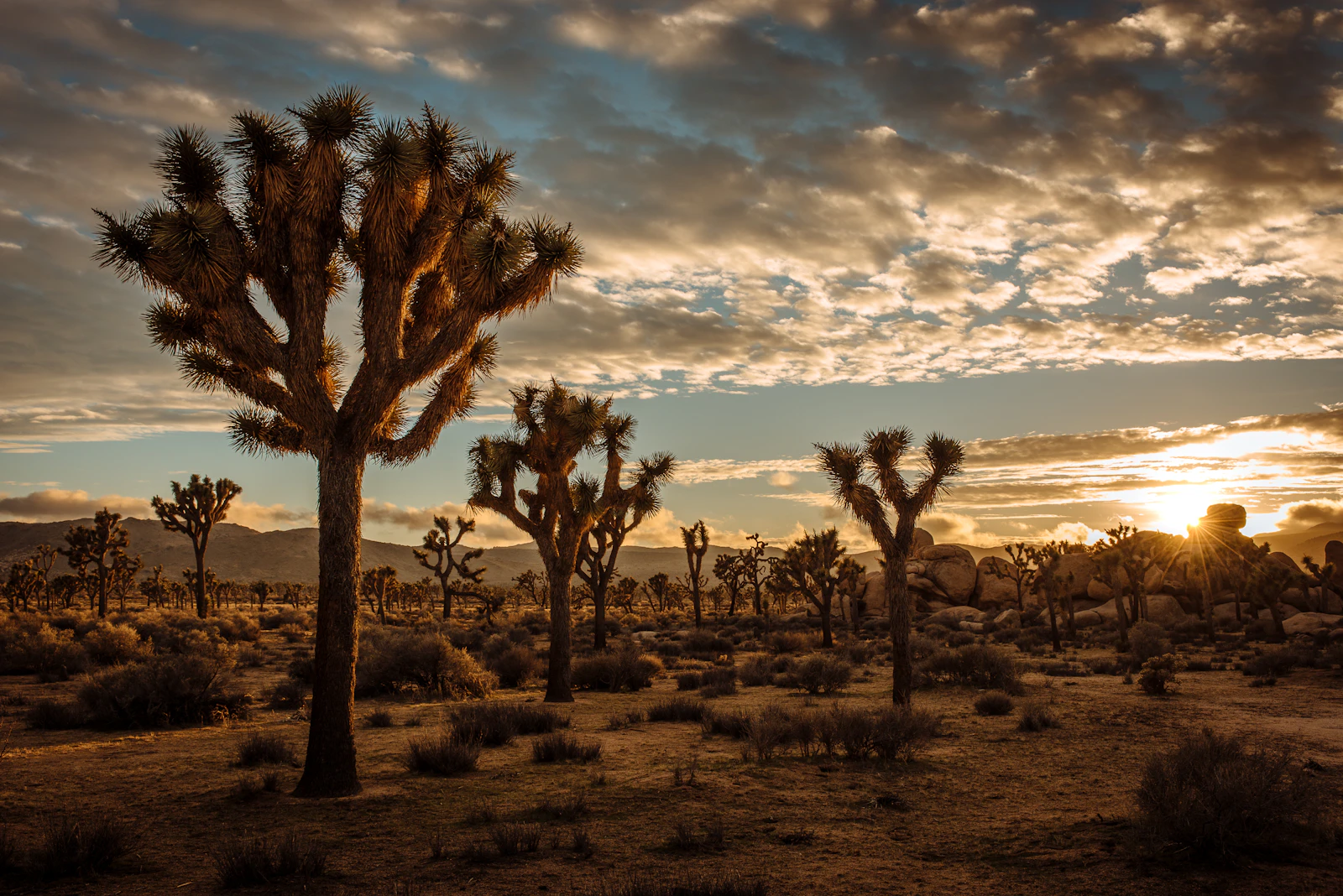 Desert cacti in Inland Empire California