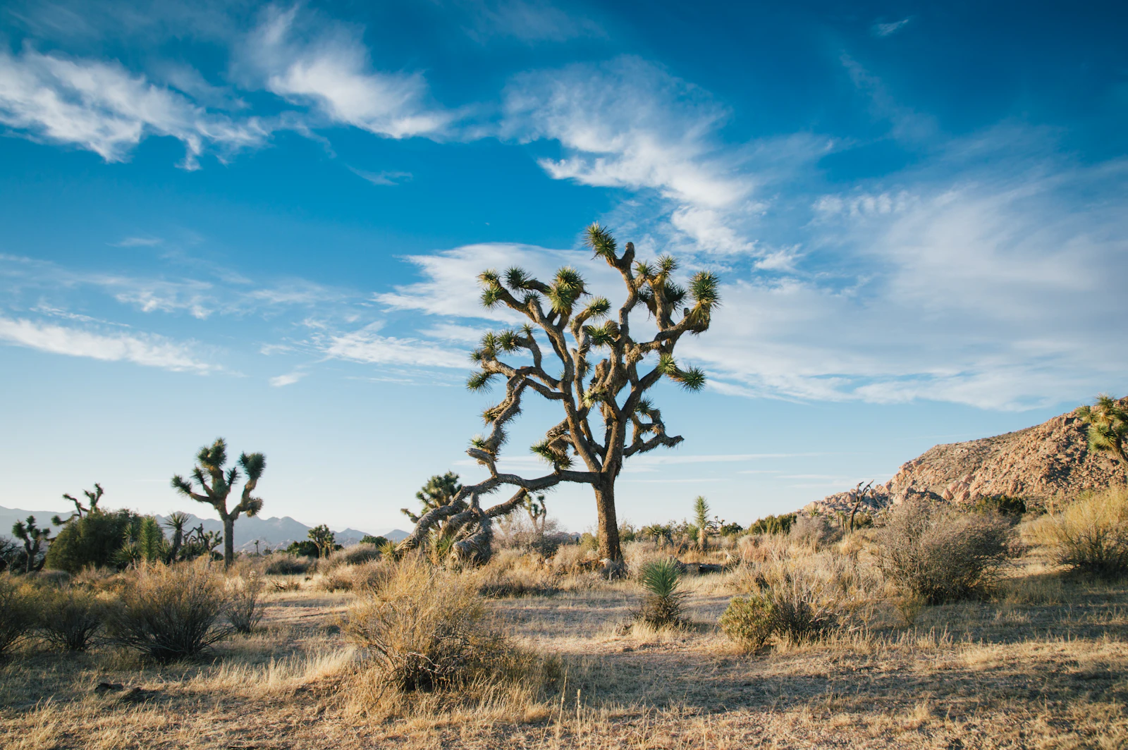 Long desert road in California