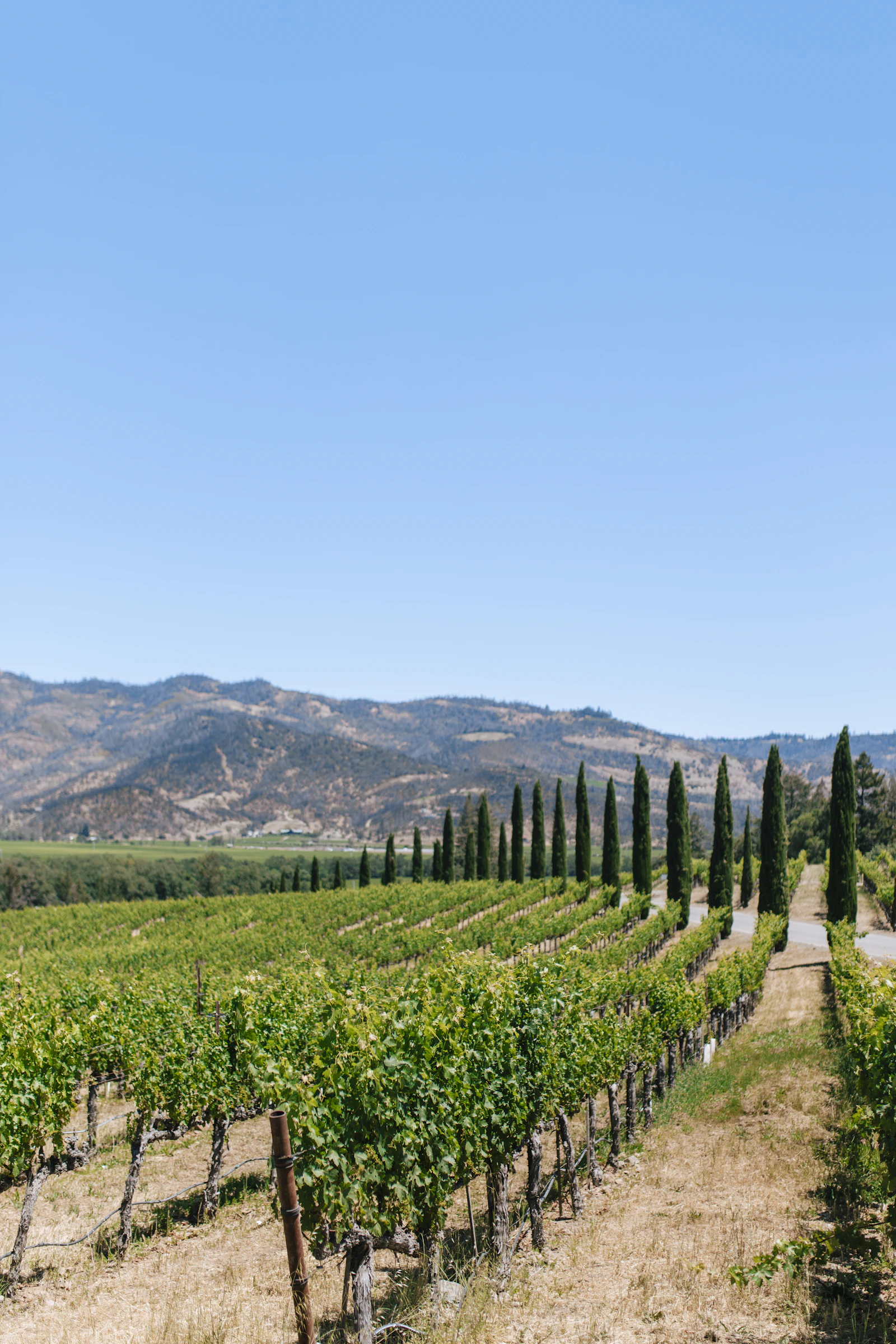 Napa Valley vineyards near Bay Area